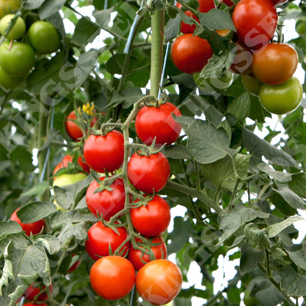 Tomates