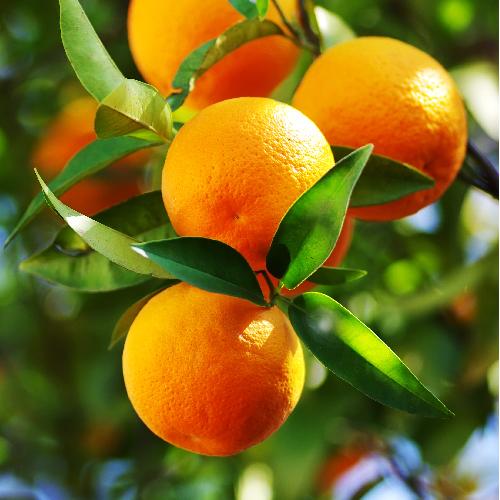Naranjas
