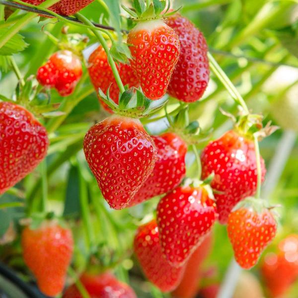 Fresas