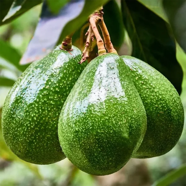 Aguacate