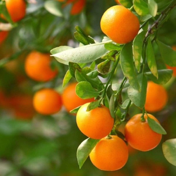 Clementinas