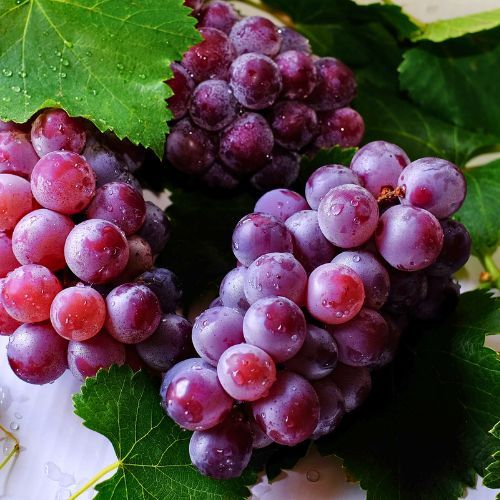 Uvas