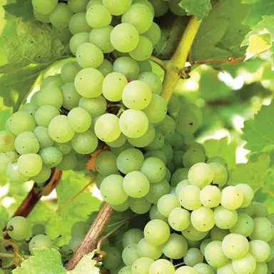 Uvas