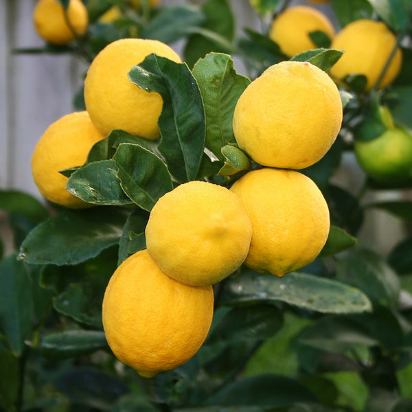 Limones