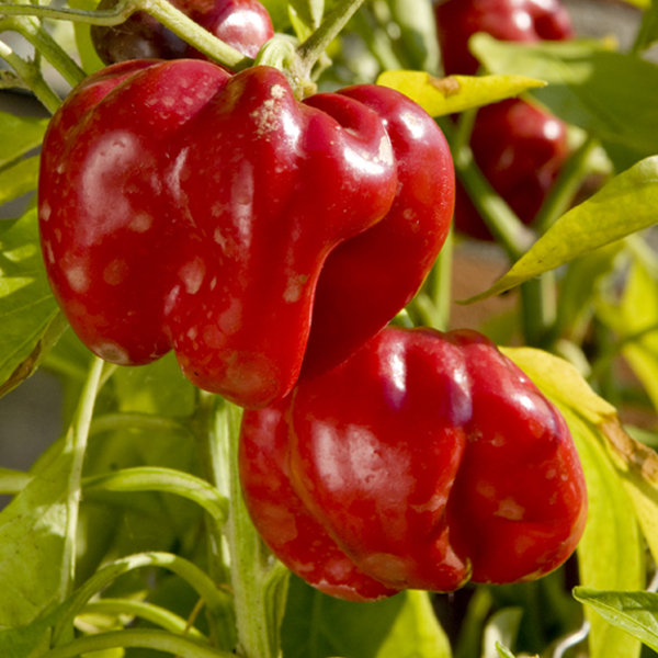Pimientos