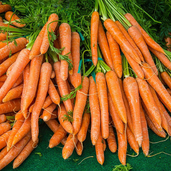 Zanahorias